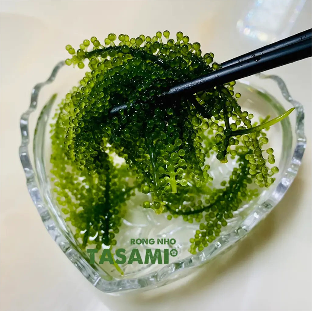 tasami-03.webp